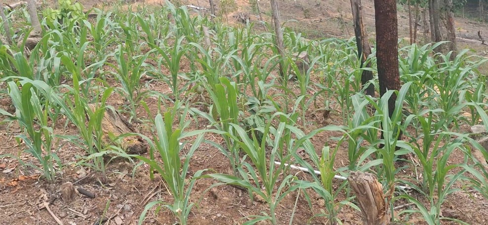 Bhabinkamtibmas Minas Jaya Cek Perkembangan Jagung Program Ketahanan Pangan