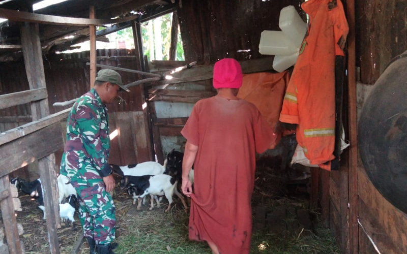 Serda Marwis Dampingi Peternak Kambing, Antisipasi Penyakit Mulut dan Kuku
