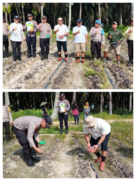 Polsek Bunut Tanam Jagung Hibrida di Lahan 2 Hektar, Perkuat Swasembada Pangan Nasional