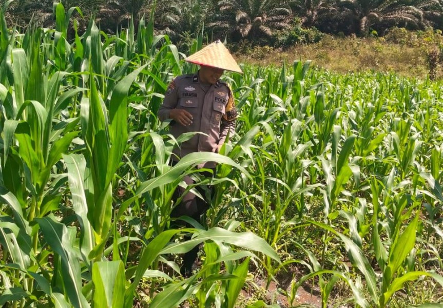 Nyata Dukung Program Asta Cita Polsek Bangkinang Barat Rutin Rawat Jagung Pipil Desa Siabu