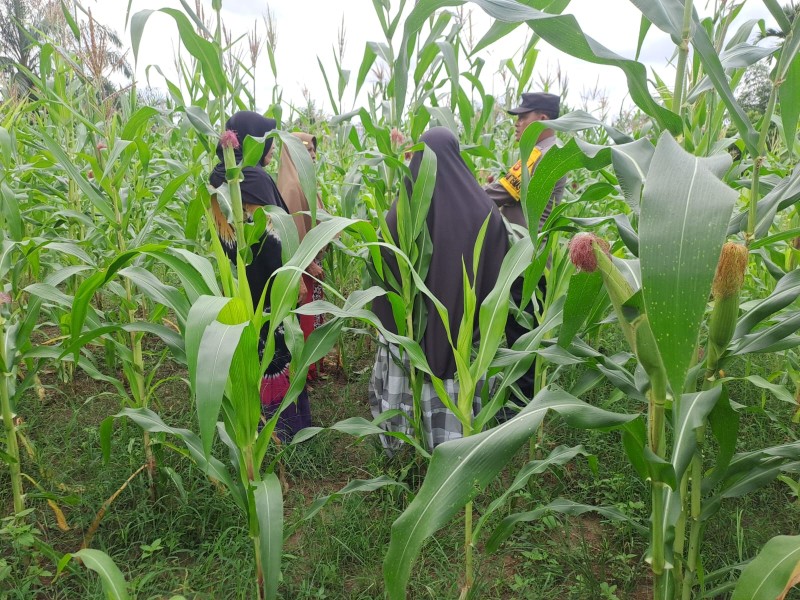 Bhabinkamtibmas Polsek Bangkinang Barat Terus Lakukan Pendampingan Petani Sukses Swasembada Pangan Nasional 2026 Desa Pulau Jambu
