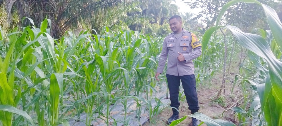 Usia Tanam 35 Hari, Jagung Pipil Binaan Polsek Minas Tumbuh Subur di Minas Timur