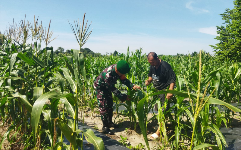 Koramil 01 Patroli Karhutla Sekaligus Pendampingan Terhadap Sektor Pertanian