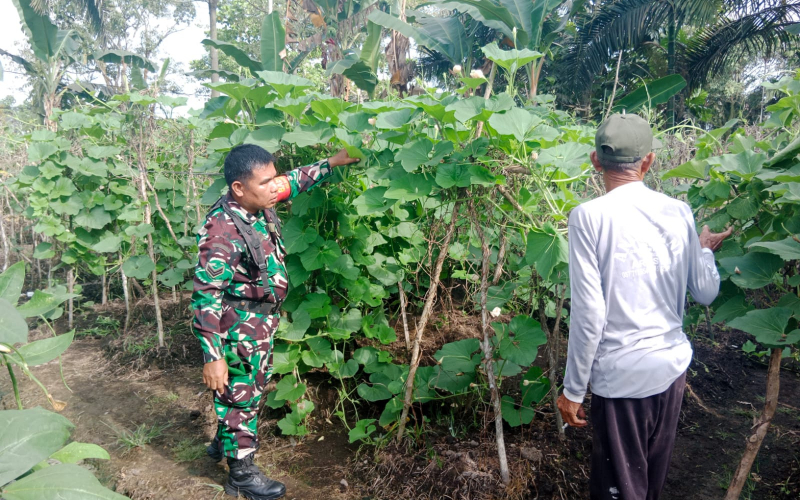 Babinsa dari Koramil 01 Rutin Sambangi Pertanian dan Patroli Karhutla