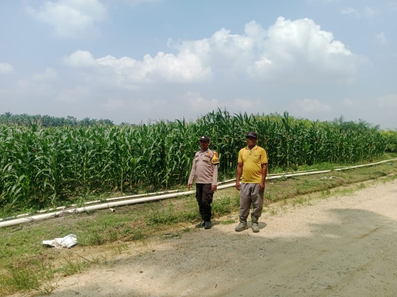 Polsek Bunut Monitoring Jagung Pipil di PT. Serikat Putra Bukit Raja Estate, Dukung Ketahanan Pangan di Desa Sialang Kayu Batu