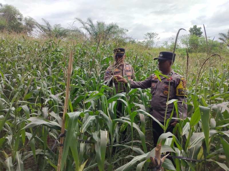Polsek Minas Cek Perkembangan Program Ketahanan Pangan Jagung Pipil di Minas Barat