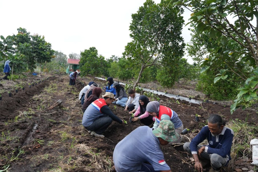 Pokmas Alam Tani Binaan Pertamina Tanam 1.000 Bibit Kopi Robusta di Lahan Gambut Dumai