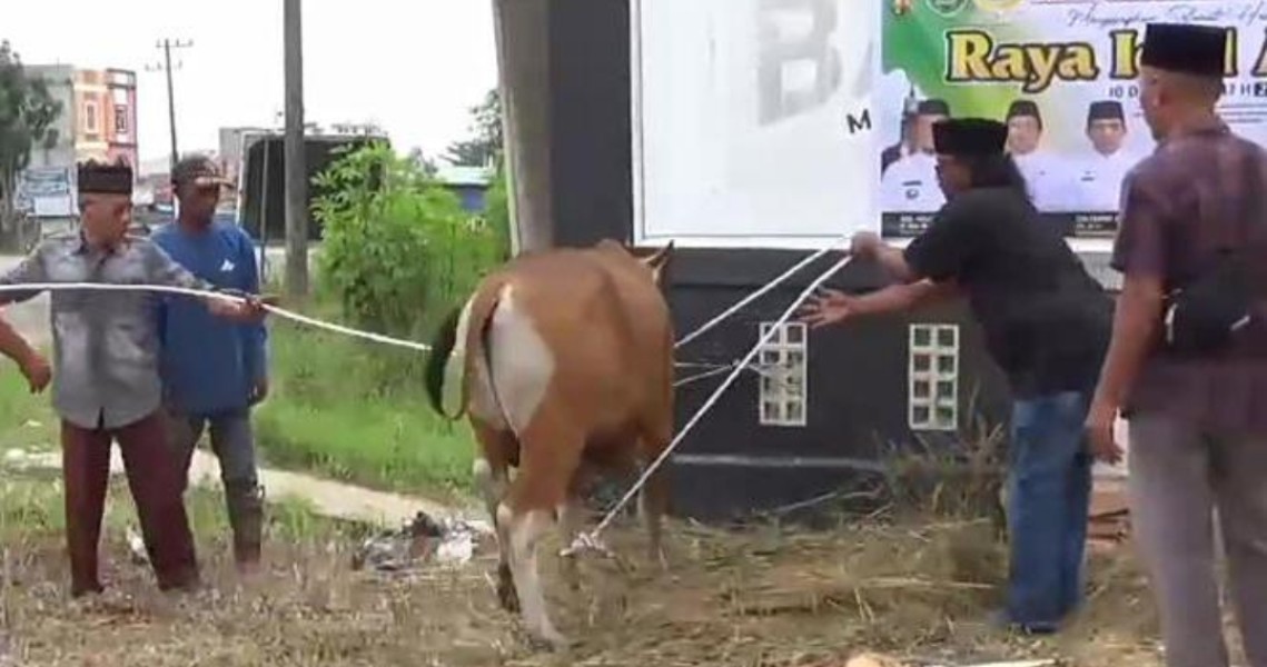 Agrinas Palma Nusantara dan Pemda Inhu Kurban 2 Sapi Untuk Wartawan di JMSI