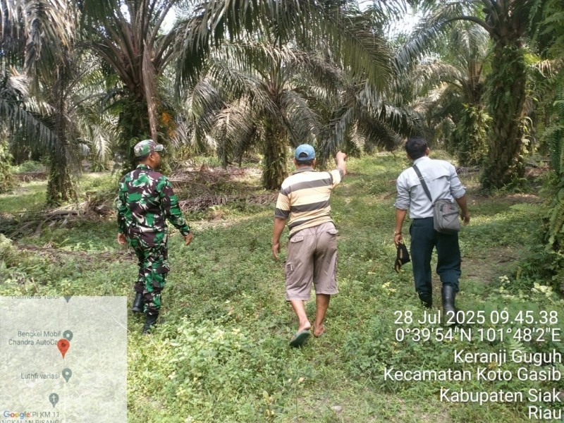 Babinsa Koramil 04/Perawang Laksanakan Patroli Karhutla di Koto Gasib, Nihil Titik Api