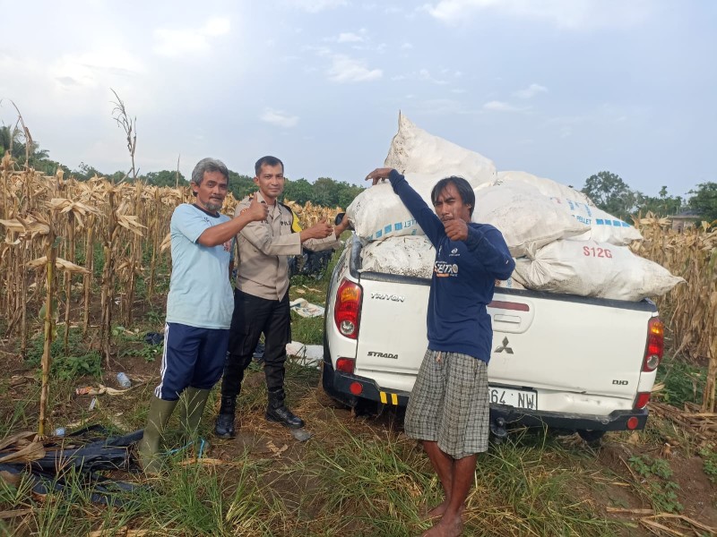 Swasembada Pangan Dengan Jagung Pipil, Polres Inhu Laksanakan Panen