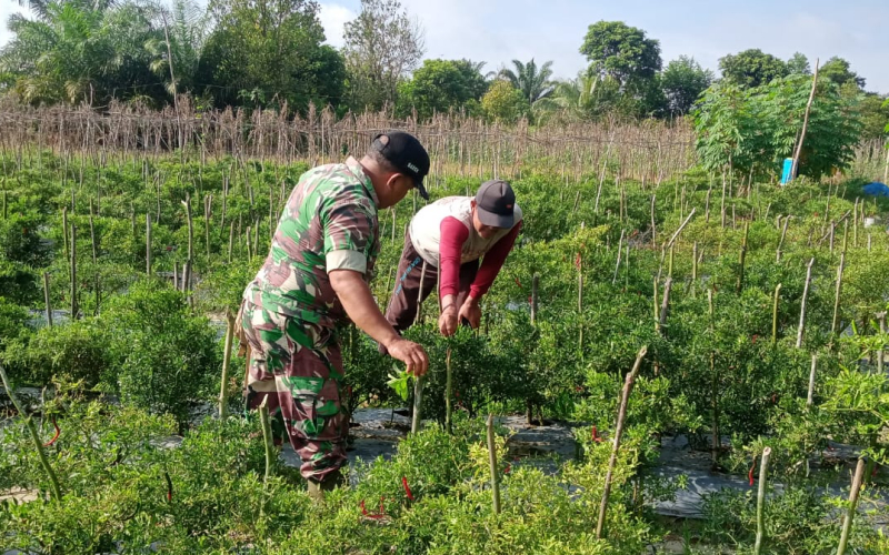 Babinsa Koramil 02 Aktif Lakukan Pendampingan Pertanian