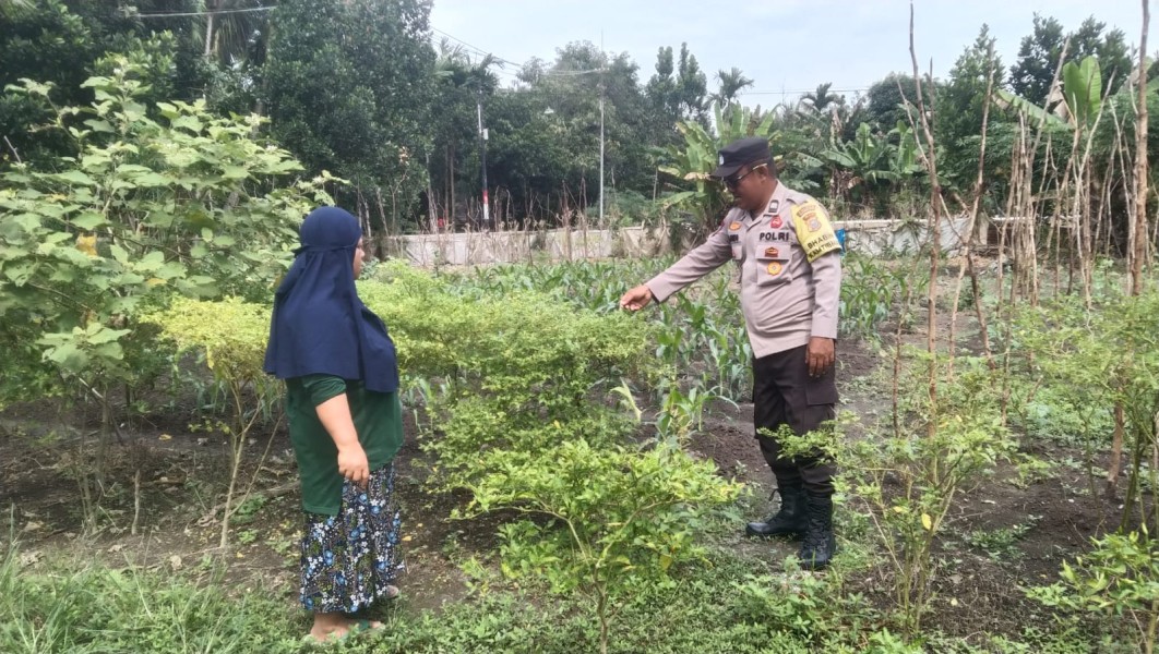 Bhabinkamtibmas Tanah Merah Dukung Ketahanan Pangan Lewat Budidaya Cabai