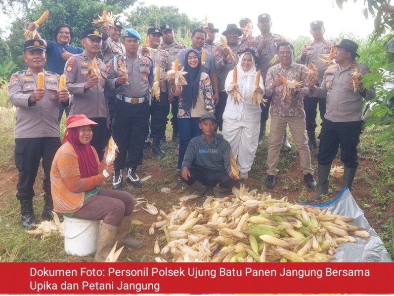 Polsek Ujung Batu Bersama Petani Panen Jagung, Wujud Nyata Dukung Ketahanan Pangan Nasional