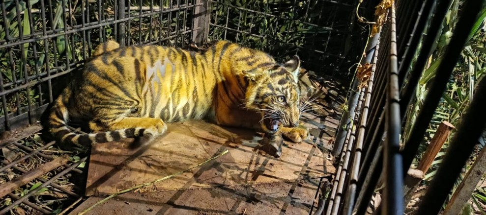 Anak Harimau Sumatera Berhasil Diamankan di Pulau Muda