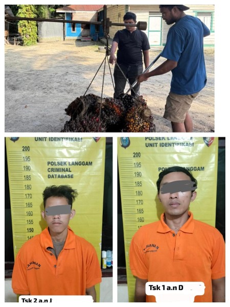 Polsek Langgam Bekuk Pencuri Sawit, 14 Tandan Diamankan di Segati