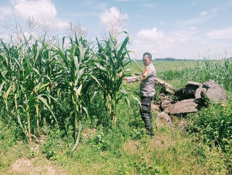 Swasembada Pangan Personil Polsek Bangkinang Barat Terus Pantau Perkembangan Tanaman Jagung Pipil I