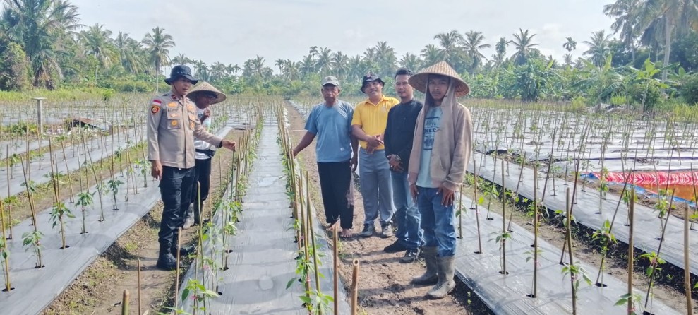Polsek Tebing Tinggi Barat monitoring dan pembinaan tanaman Cabe milik kelompok Tani Tunas Harapan Maju Desa Gogok dalam rangka mewujudkan Ketahanan pangan Nasional
