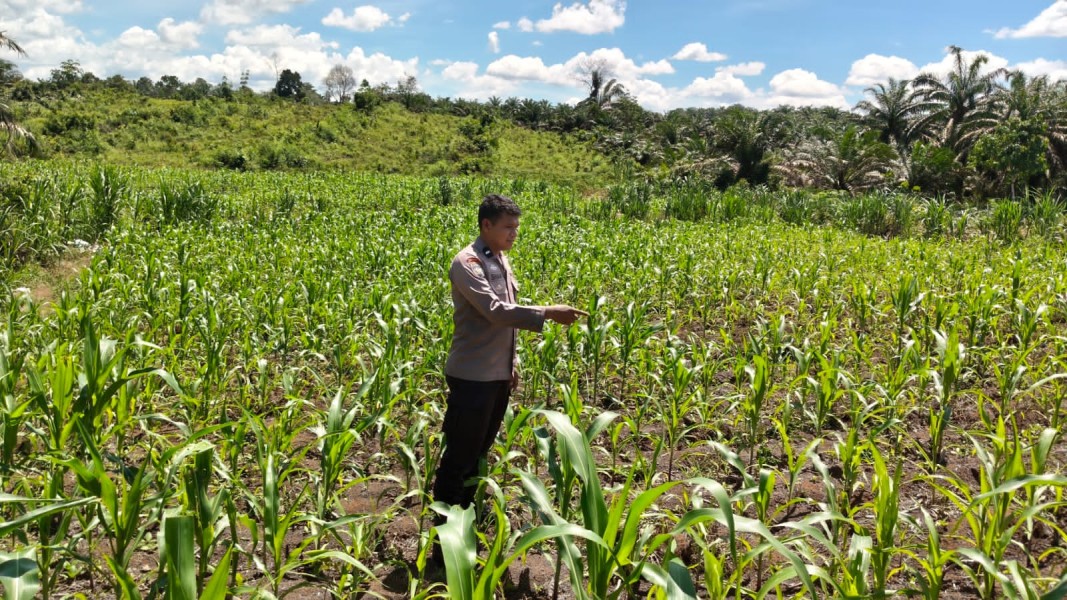 Monitor Pengecekan Tanaman Jagung Pipil Terus Dilakukan oleh Personel Polsek Bangkinang Barat di Desa Siabu