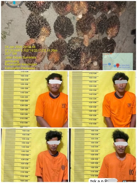 Empat Pelaku Pencurian Sawit Diamankan di Kerumutan