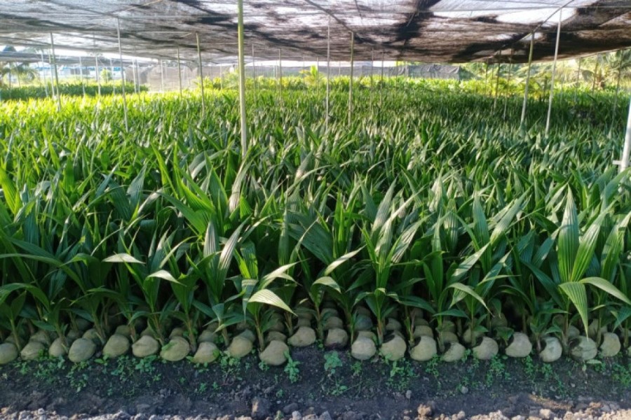 Riau Terima 600 Ribu Bibit Kelapa dari Kementan untuk Peremajaan Perkebunan