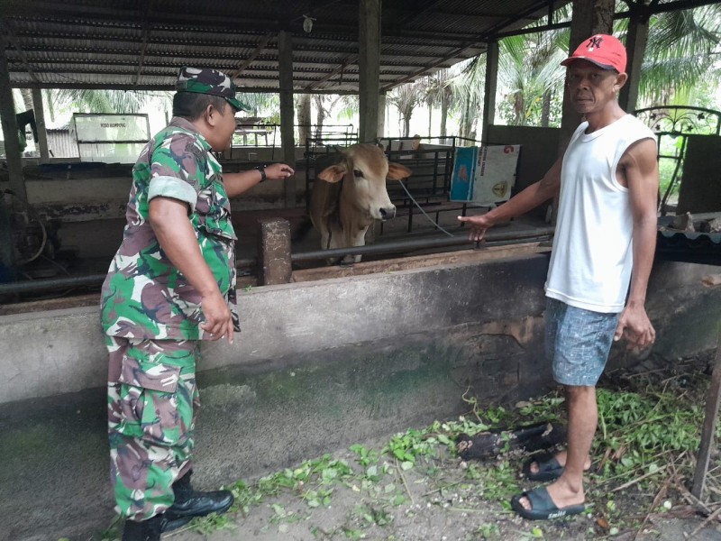 Babinsa Sertu Venus Luberto Laksanakan Surveilans PMK di Perawang Barat, Ternak Sapi Dipastikan Sehat