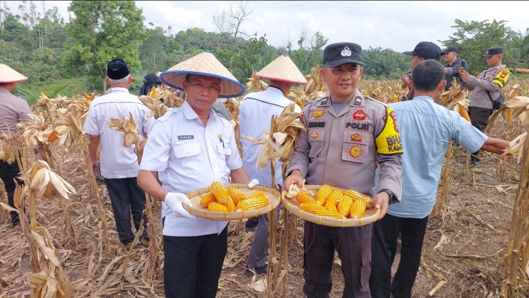 Pj Penghulu Kampung Minas Barat Hadiri Panen Raya Jagung Serentak, Tegaskan Komitmen Dukung Ketahanan Pangan