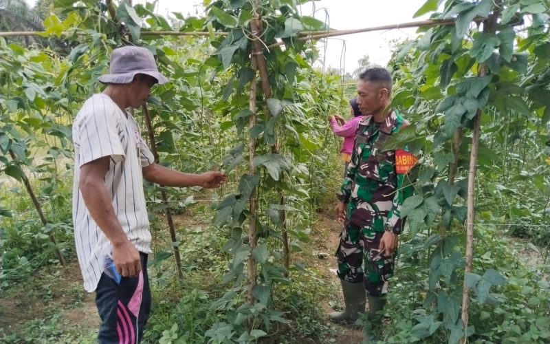 Babinsa Tanjung Penyembal Dampingi Warga Tanam Kacang Panjang, Dukung Program Swasembada Pangan