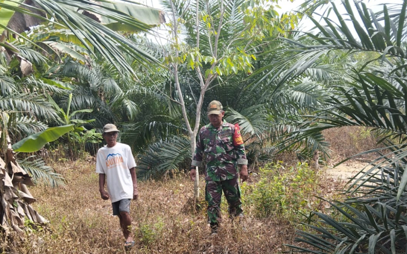 Babinsa Koramil 02 Bukit Kapur Patroli Karhutla