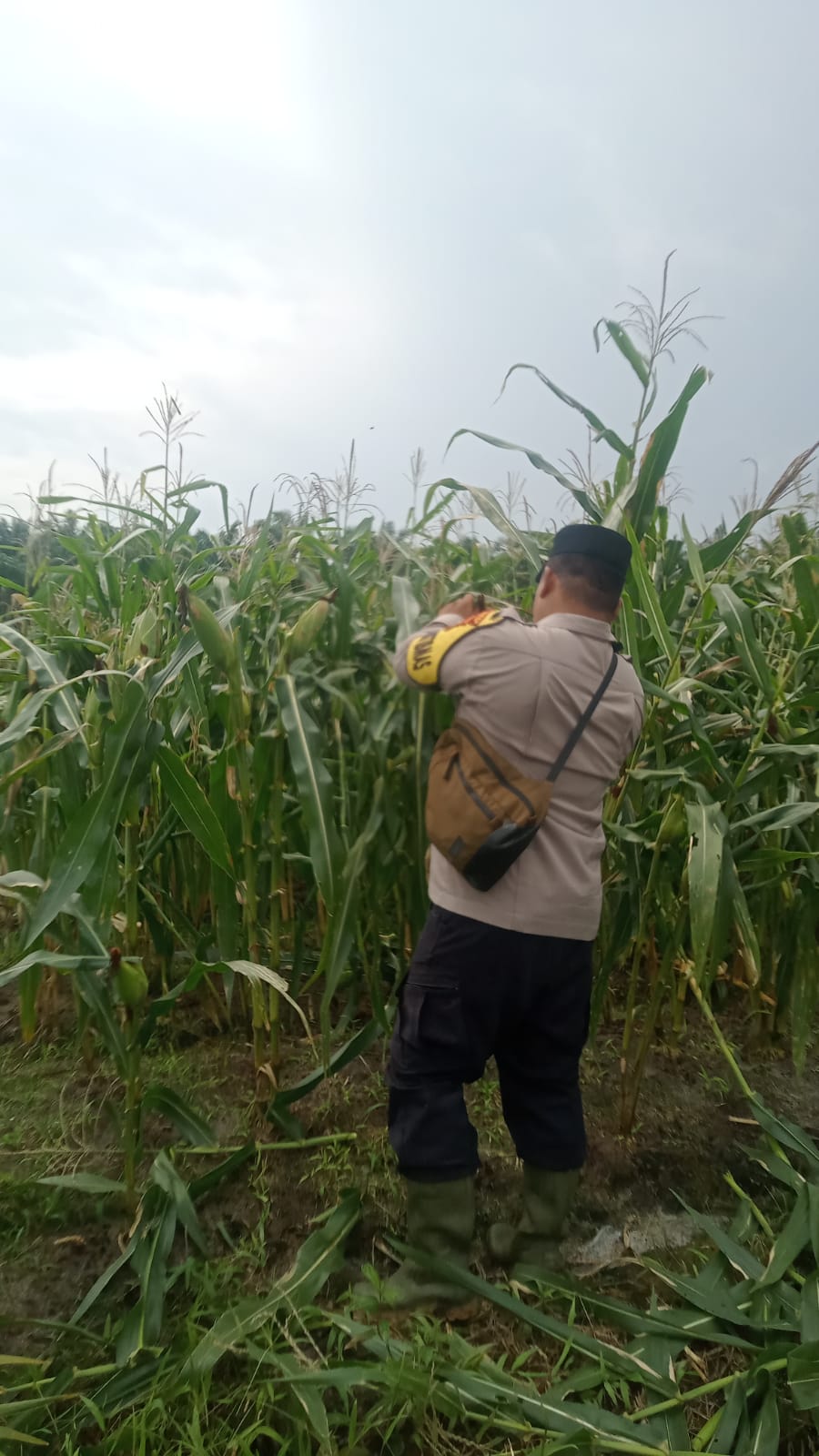 Polsek Minas Cek Perkembangan Jagung Pipil Usia 86 Hari, Dukung Program Ketahanan Pangan