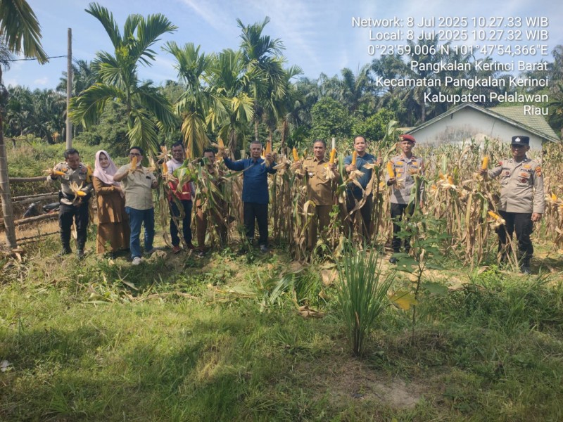 Polsek Bandar Sei Kijang & PT JPSK Panen Jagung Pipil Dukung Program Ketahanan Pangan Nasional 2025