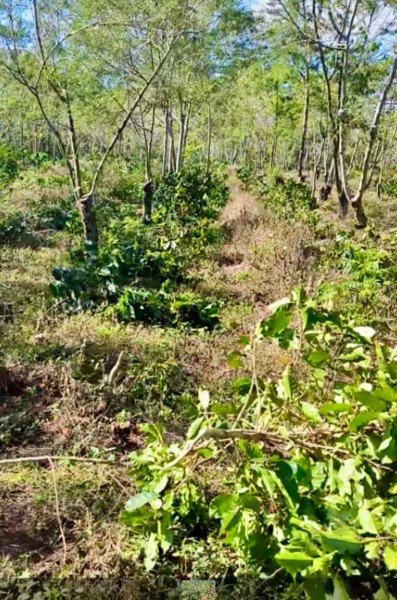 Manajemen Java Coffee Estate Minta Polisi Turun Tangan Cegah Pengrusakan Aset Negara Lebih Parah