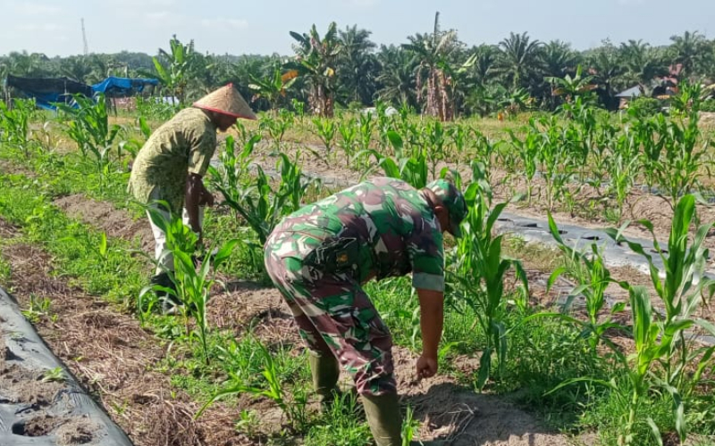 Babinsa Bagan Besar Dampingi Petani Kembangkan Tumpang Sari Jagung dan Semangka