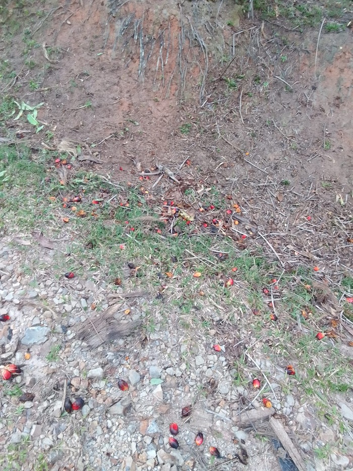 MPPN Desak PalmCo Pecat Manajemen Lalai, Kebun Sei Kopas Diduga Telantarkan Aset Produksi