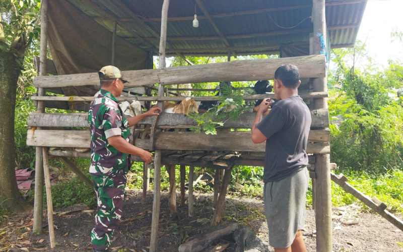 Serka Abu Kasim Berikan Langkah Preventif dalam Menjaga Kesehatan Ternak
