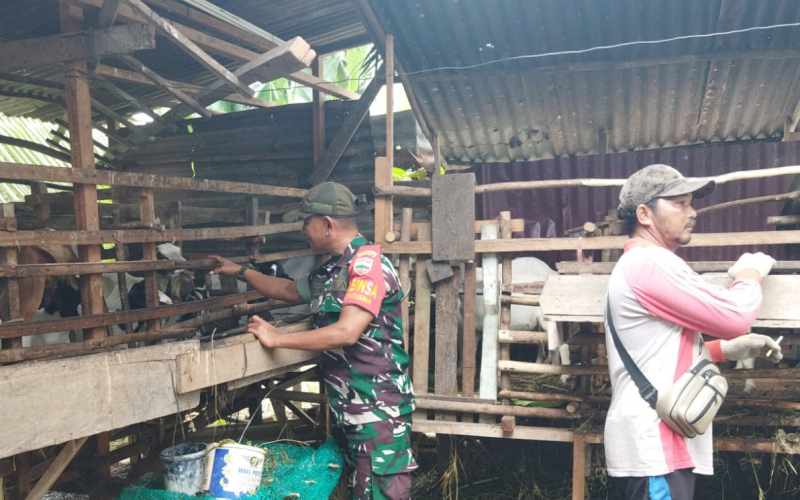 Pemantauan dan Sosialisasi PMK Babinsa Koramil 01 Dumai: Ternak Sehat, Warga Aman