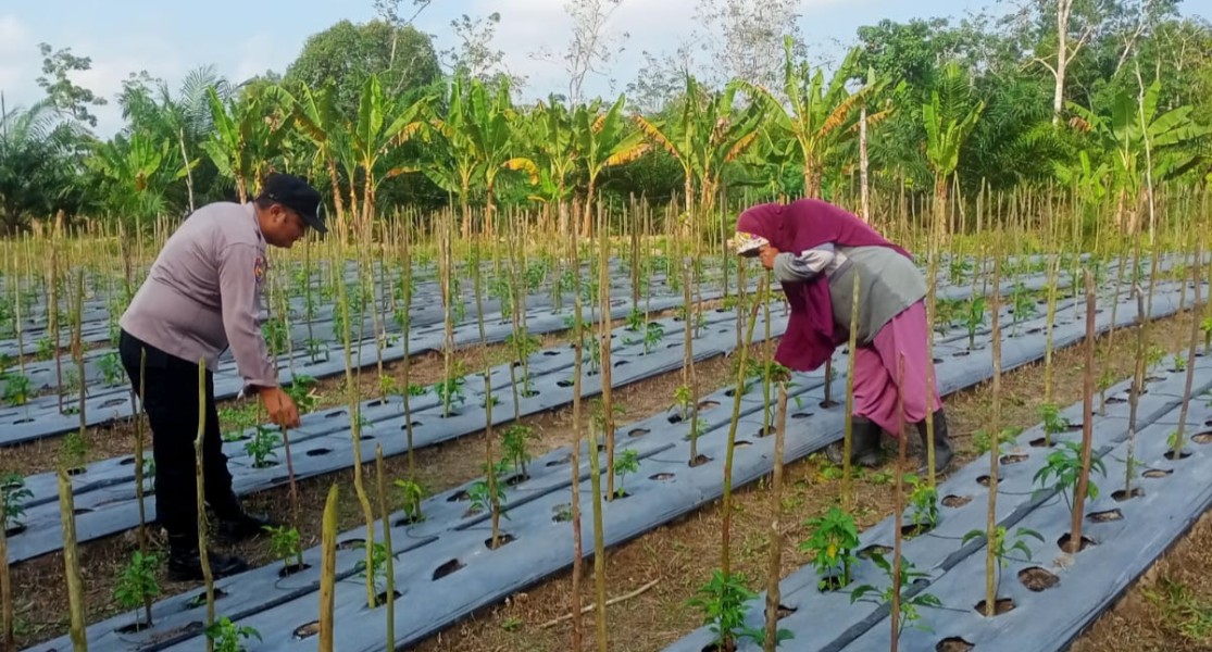 Dukung Ketahanan Pangan Nasional, Bhabinkamtibmas Desa Jatirejo Ajak Warga Optimalkan Lahan Pekarangan Untuk Budidaya Cabai