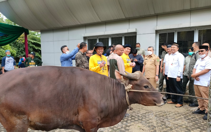 Iduladha 1446 H, PWI Riau Terima Bantuan Sapi Kurban dari PT Riau Petroleum Rokan