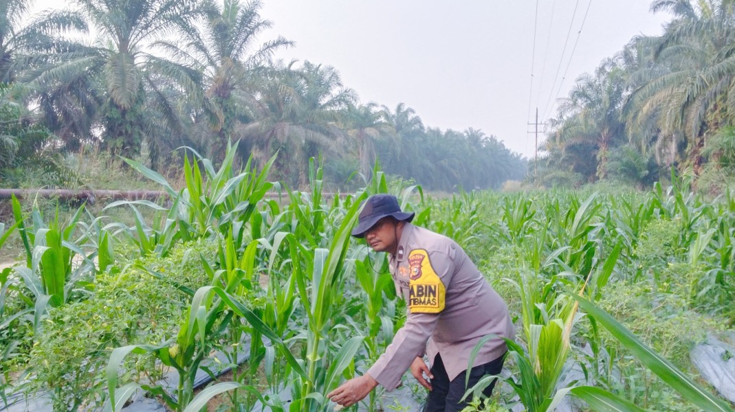 Polsek Minas Cek Perkembangan Jagung Pipil Warga di Minas Timur, Tanaman Tumbuh Baik