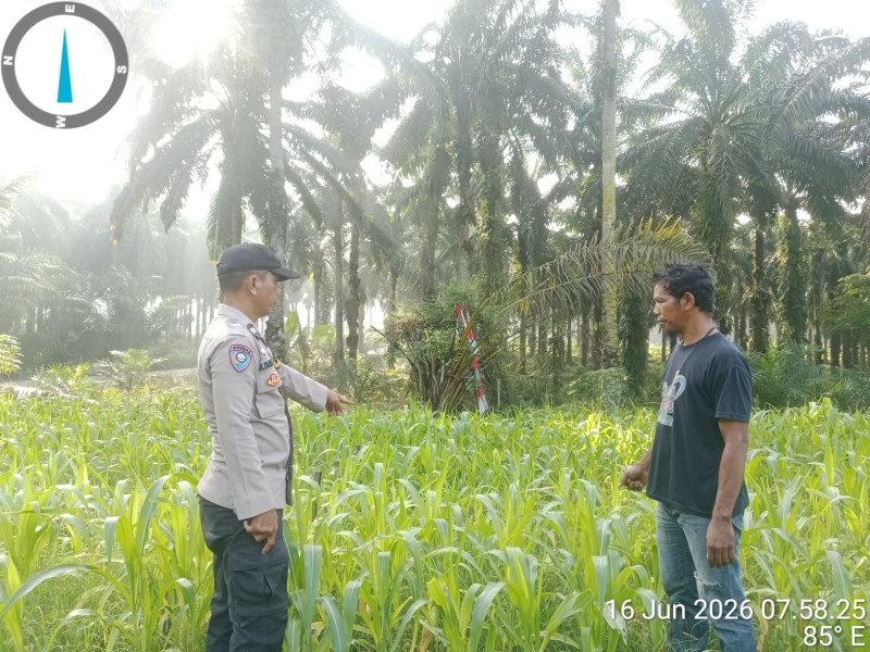 Jagung Pipil Hibrida F1, Polri Dukung Ketahanan Pangan  Pangkalan Lesung