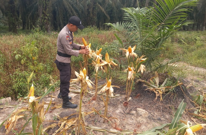 Bhabinkamtibmas  Simpang Kanan laksanakan  perkembangan ketahanan pangan jagung.