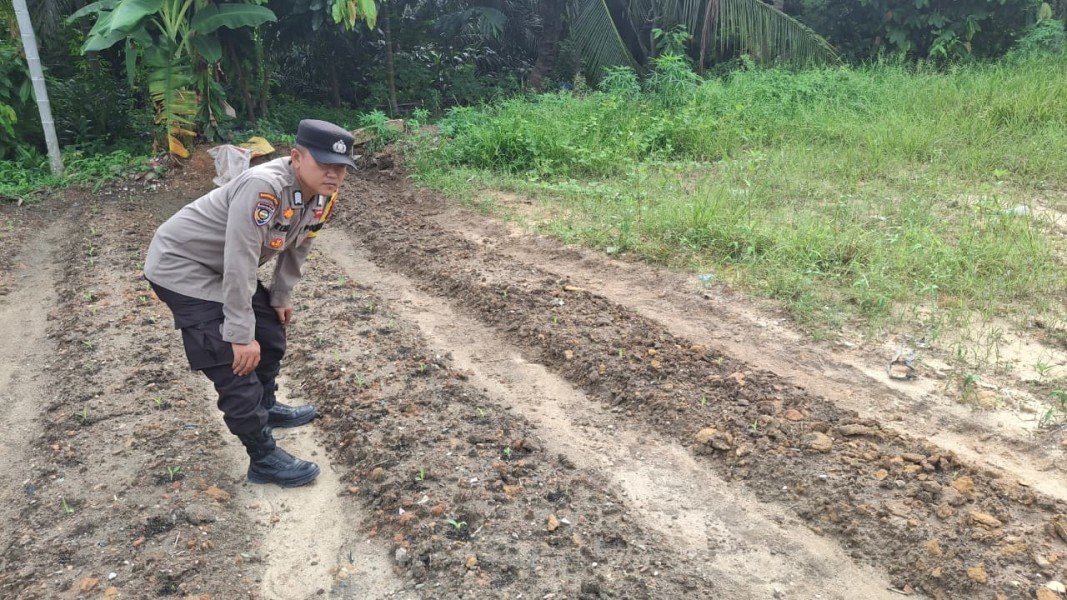 Bhabinkamtibmas Minas Jaya Cek Lahan Jagung Pipil Program Ketahanan Pangan Kuartal II