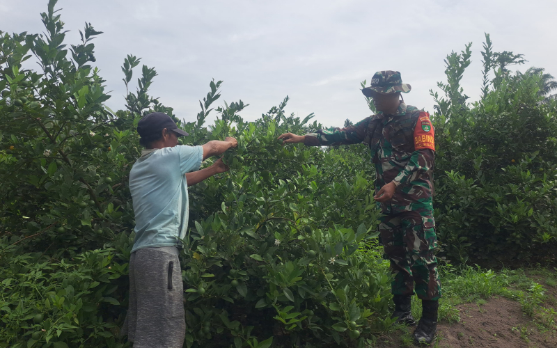 Babinsa Koramil 01/Dumai Tingkatkan Kesadaran Warga Lewat Patroli Karhutla dan Ketahanan Pangan