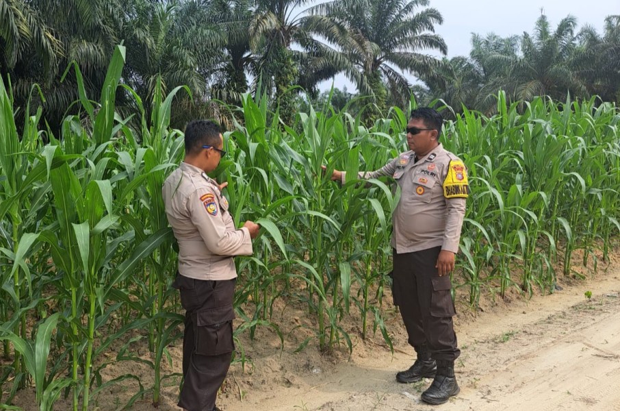 Usia 42 Hari, Tanaman Jagung Pipil di Rantau Bertuah Tumbuh hingga 1,8 Meter