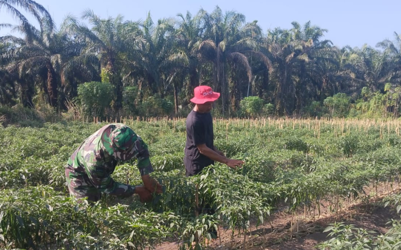 Babinsa Ajak Warga Kelola Lahan Tanpa Bakar di Sungai Sembilan