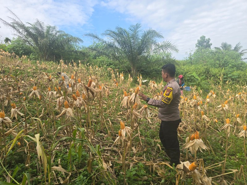 Bhabinkamtibmas Bersama Kelompok Tani Minas Barat Lakukan Pembersihan dan Pengupasan Jagung Jelang Panen