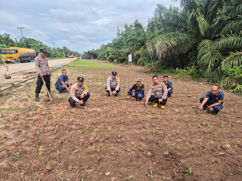 KAPOLSEK SUNGAI SEMBILAN PIMPIN PENGECEKAN JAGUNG PIPIL DUKUNG KETAHANAN PANGAN NASIONAL 2026