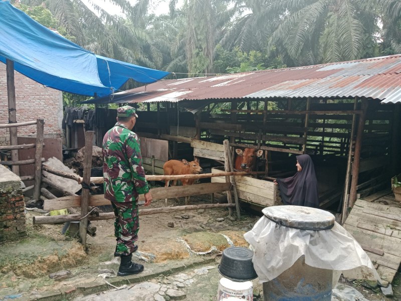 Babinsa Serda Wiky Hendri Septa Pantau Penyebaran PMK di Sungai Mandau