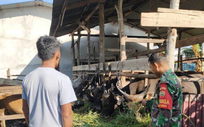 Babinsa dari Koramil 01 Sosialisasi Kesehatan kepada Peternak Sapi