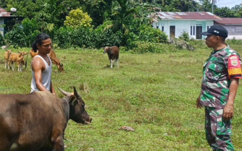 Babinsa Pantau Kesehatan di Peternakan Sapi di Kelurahan Gurun Panjang