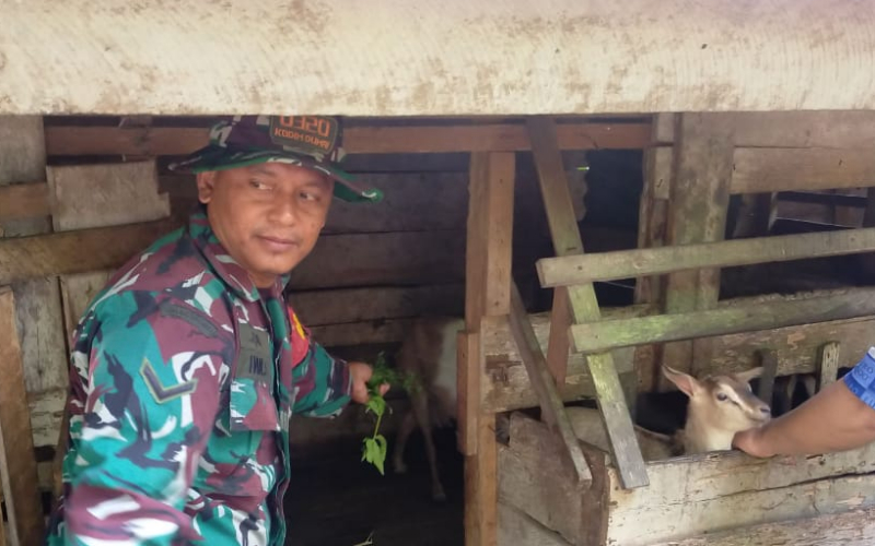 Turun ke Lapangan, Babinsa Koramil 03 Sungai Sembilan Sosialisasikan Bahaya PMK